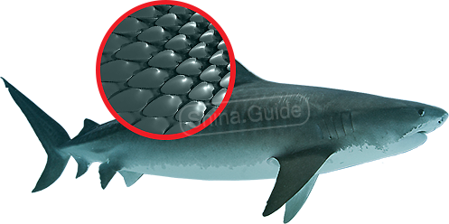 Особенности акульей кожи